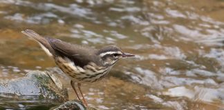waterthrush