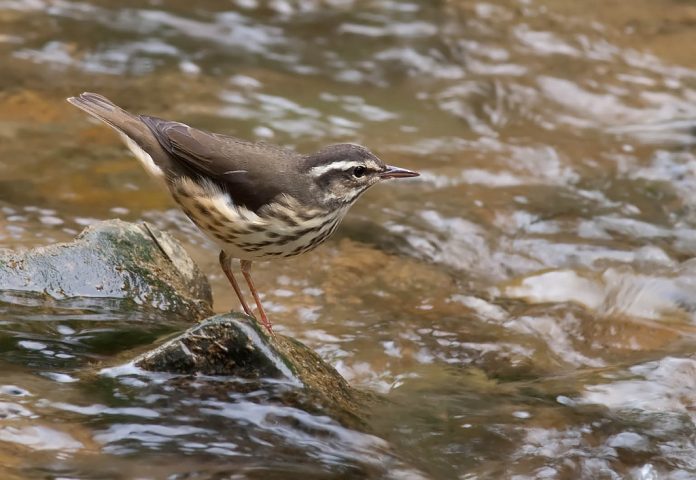 waterthrush