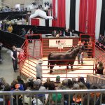 Expo 17 lead bull