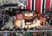 Demand more when buying a herd sire Expo 17 lead bull