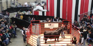 Demand more when buying a herd sire Expo 17 lead bull
