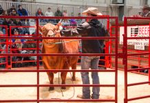 2022 Ohio Beef Expo schedule Beef Expo Red Angus sale