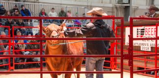 Beef Expo Red Angus sale