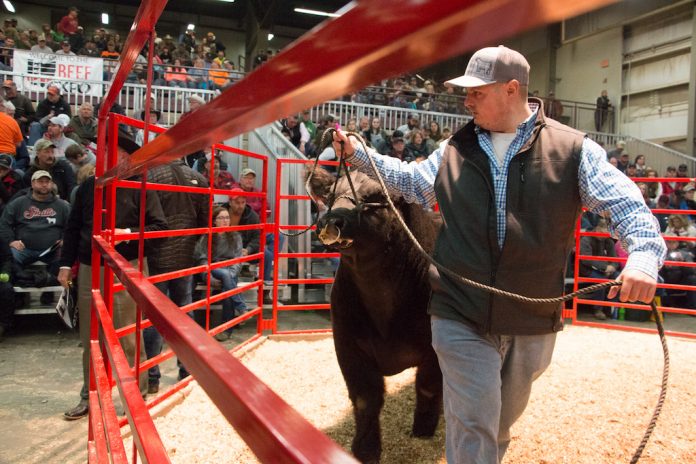 Beef Expo bull sale Beef Expo bull sale