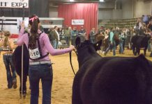 Ohio Beef Expo packed with cattle shows, sales Ohio Beef Expo