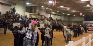 Cattlemen youth awarded for successful season Youth show beef cattle