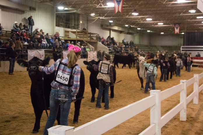 Beef Expo showmanship beginners Youth show beef cattle