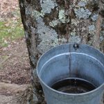 Sap collection bucket