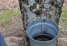 Weather extends maple season in Ohio, Pa. Sap collection bucket