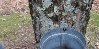 Maple syrup tour on tap for Oct. 18 Sap collection bucket