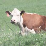 Hereford cow