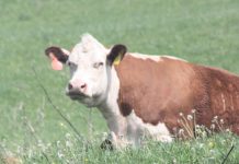 Juniors compete in Hereford show Hereford cow