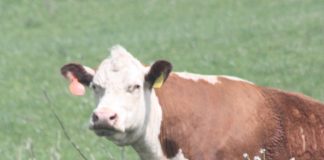Juniors compete in Hereford show Hereford cow