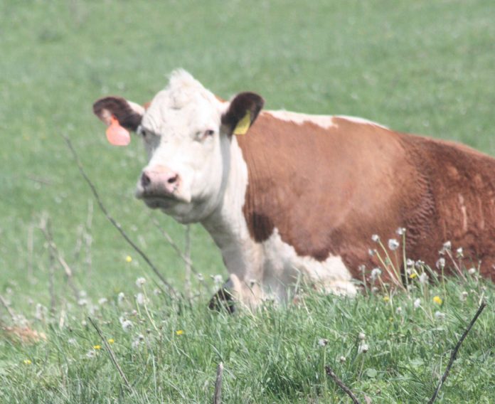 Hereford cow