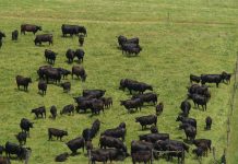 Market demand backs quality cattle Angus beef cattle grazing