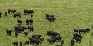 Angus beef cattle grazing