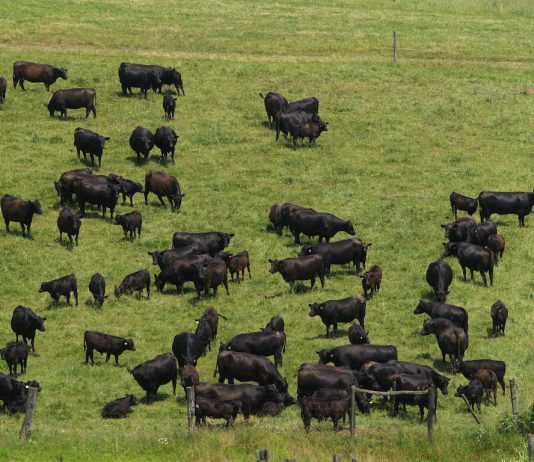 Angus beef cattle grazing