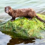 American mink