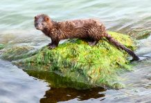 Muskrat and mink populations key to good marsh management American mink