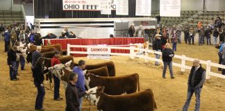 Ohio Beef Expo