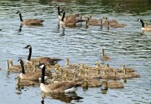 How to keep Canada geese off your property canada geese