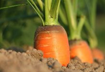 Use wood ashes to improve garden fertility carrots