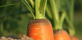 Use wood ashes to improve garden fertility carrots