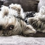 Mama’s little boy dog