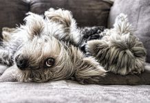 Mama’s little boy dog