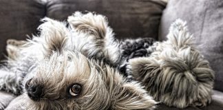 Mama’s little boy dog