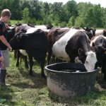 cattle waterer