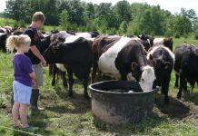 Waterers are the key to E. coli contamination in cattle cattle waterer