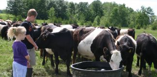 cattle waterer