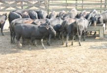 August beef exports soar, pork exports still under pressure beef cattle feedlot
