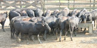 ‘Advanced Beef Cattle Nutrition Course’ slated for May 16 beef cattle feedlot