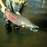 Lake Ontario salmon can reproduce on their own salmon