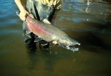 Lake Ontario salmon can reproduce on their own salmon