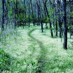 Start new year developing a deeper connection with nature Appalachian Trail