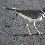 Music to the ears: Early migrants are back killdeer