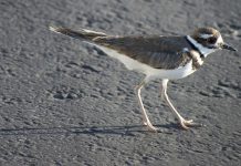 Music to the ears: Early migrants are back killdeer