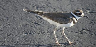 Music to the ears: Early migrants are back killdeer