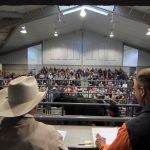 Pennsylvania bull sale