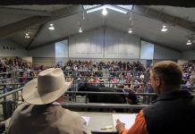 Performance test bull sale March 30 Pennsylvania bull sale