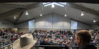 Performance test bull sale March 30 Pennsylvania bull sale