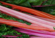 Rhubarb is the Tart of the Spring Harvest