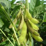 soybeans