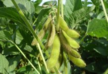 Organic farming with gene editing? Yes soybeans