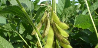 soybeans