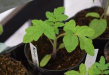 A beginner’s guide to starting seeds indoors tomato seedling