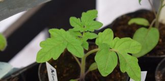 tomato seedling